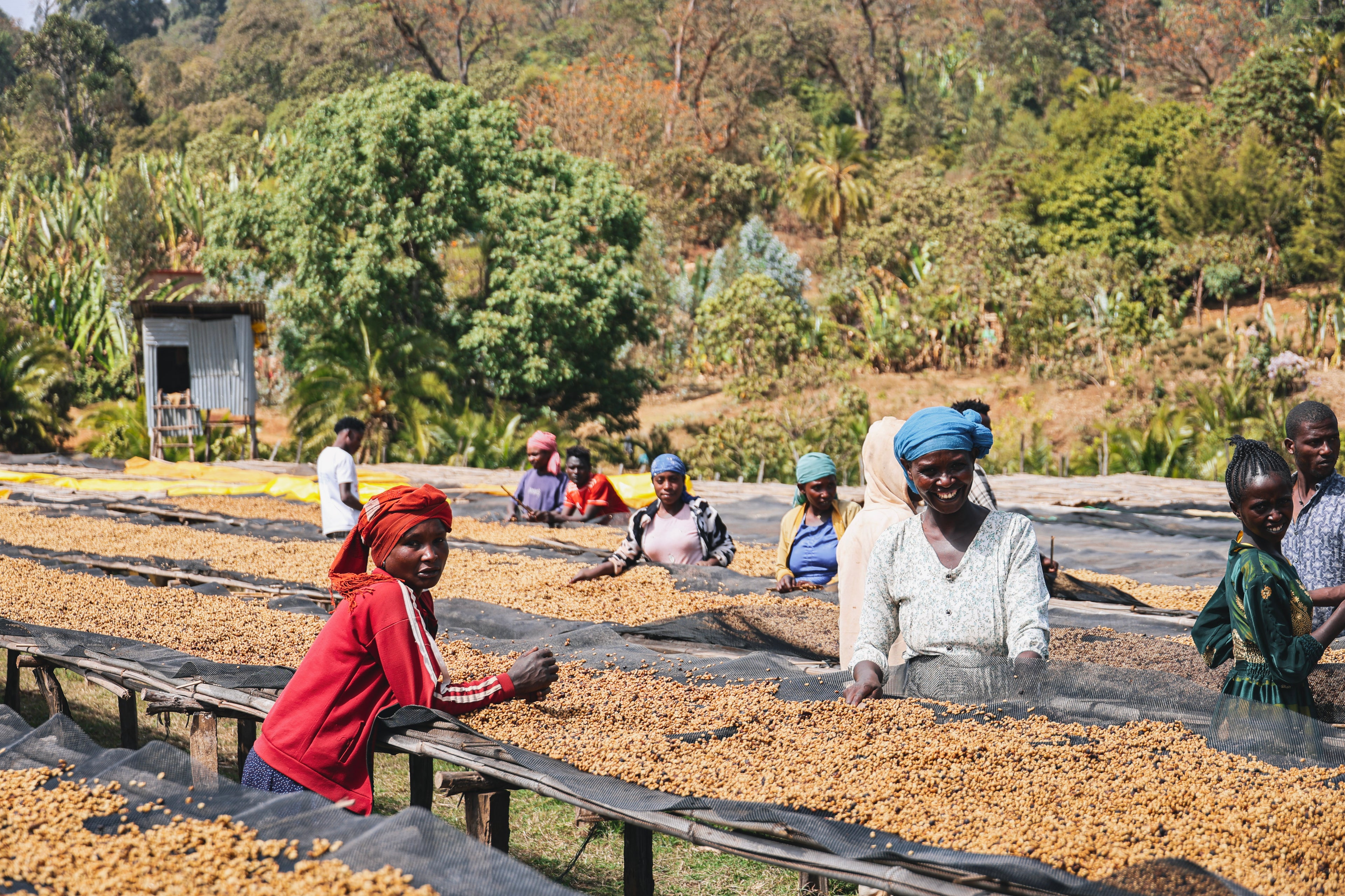 Roaster's Reserve Ethiopia
