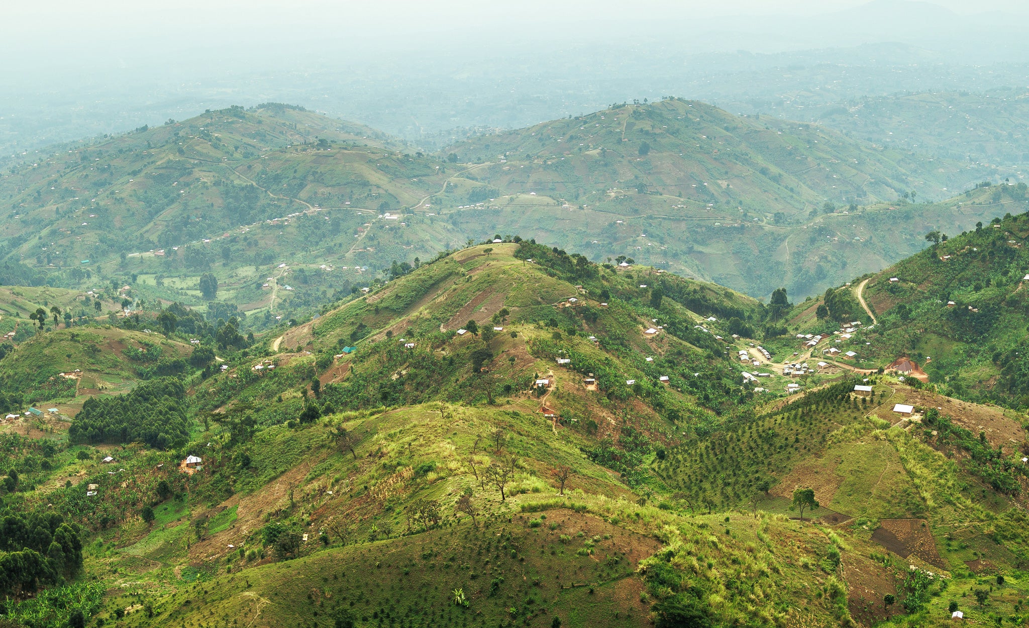 Roaster's Reserve Uganda Sironko Station "Pure Natural"